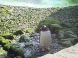 Belfast Zoo Penguin